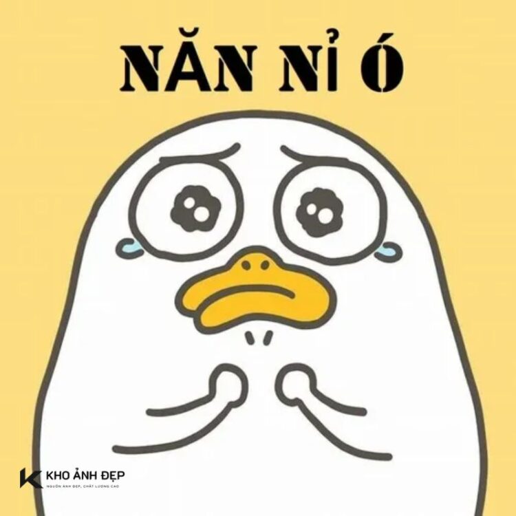 Meme năn nỉ mà đáng yêu