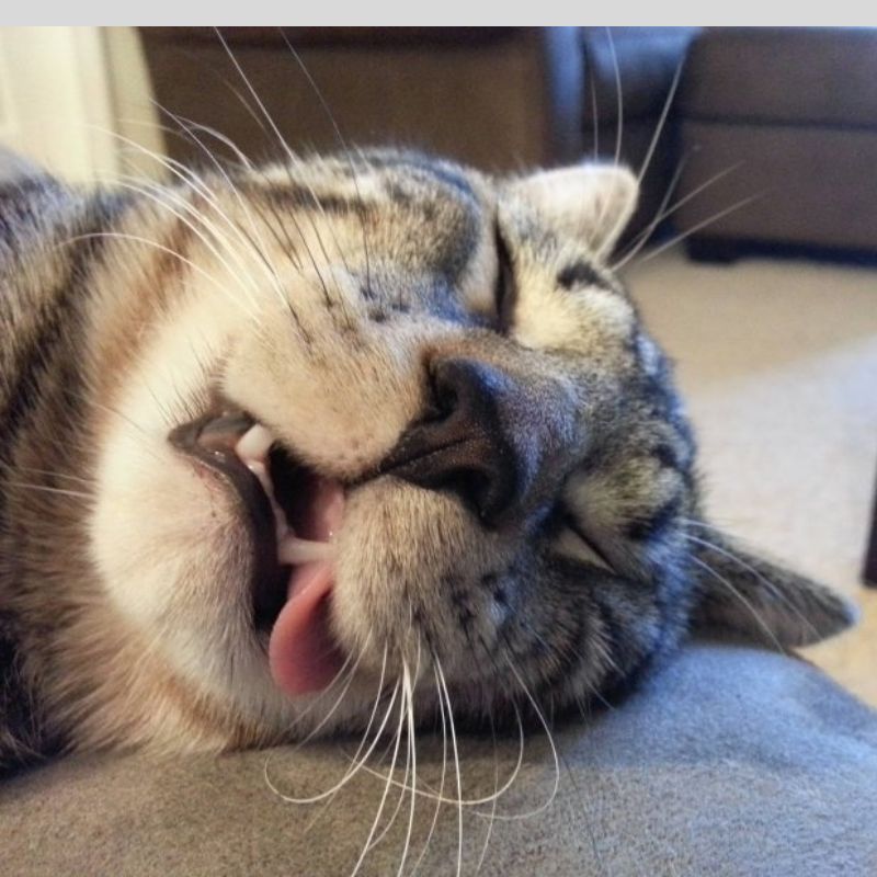 Meme ngủ ngon dễ thương