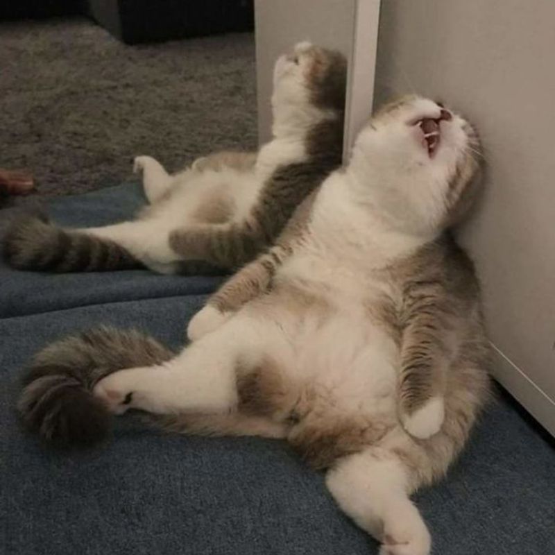 Ngủ chảy thây ra rồi kìa "quàng thượng"