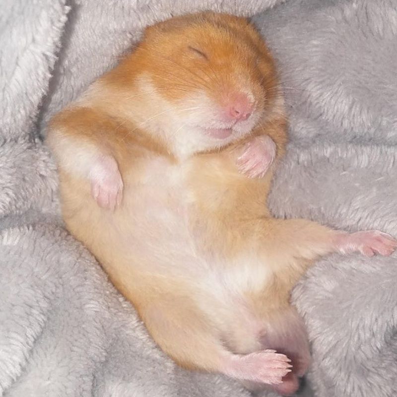 Em chuột ngủ trông yêu lắm cơ