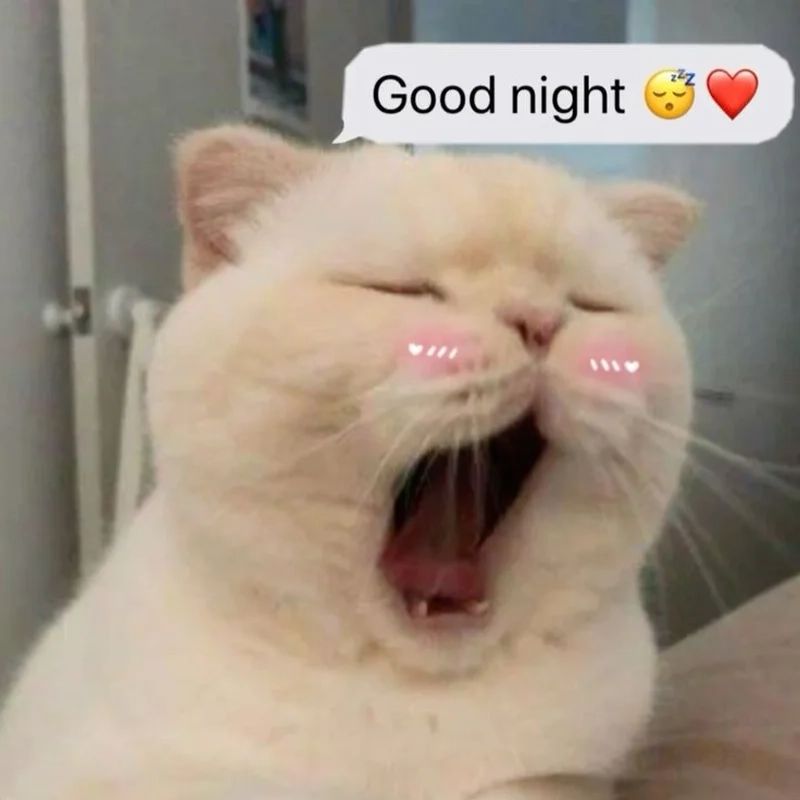 "Các sen của trẫm ngủ ngon nhé!"