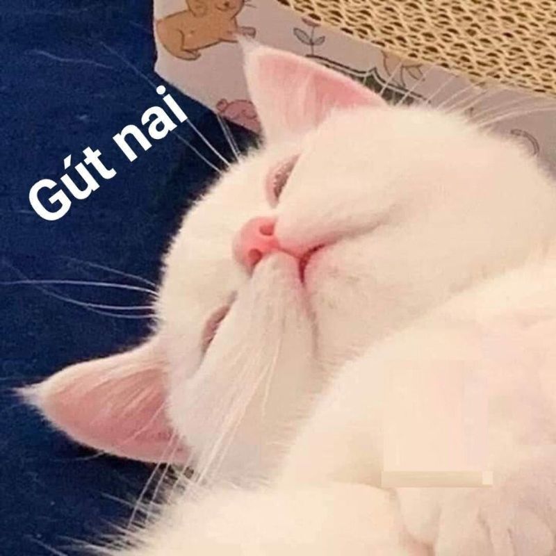 meme ngủ