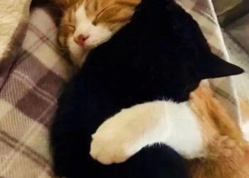 meme ôm nhau dễ thương