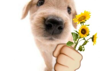 100+ meme tặng hoa dễ thương, hài hước được chia sẻ nhiều nhất