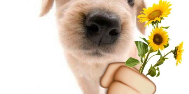 100+ meme tặng hoa dễ thương, hài hước được chia sẻ nhiều nhất