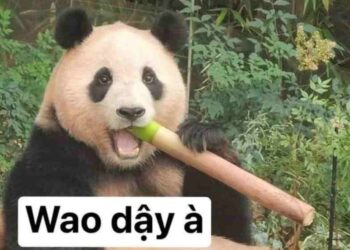 100+ meme Trung Quốc thú vị, hài bựa, cà khịa hot nhất hiện nay