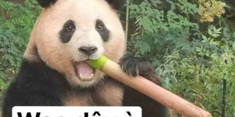 100+ meme Trung Quốc thú vị, hài bựa, cà khịa hot nhất hiện nay