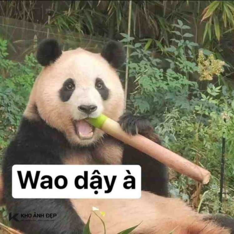 100+ meme Trung Quốc thú vị, hài bựa, cà khịa hot nhất hiện nay 1 100+ meme Trung Quốc thú vị, hài bựa, cà khịa hot nhất hiện nay