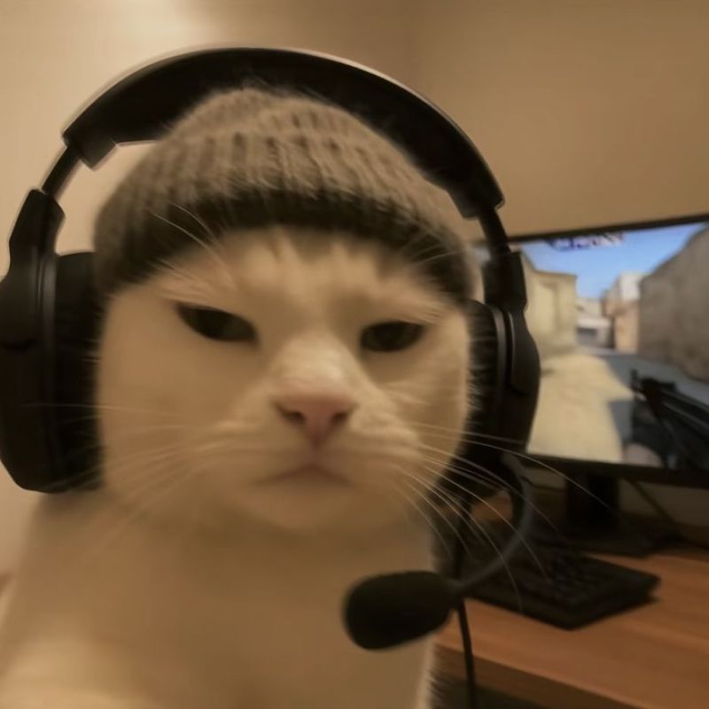 109+ ảnh avatar Discord đẹp đủ thể loại ngầu, cute chất lượng HD 8 Ảnh Discord avatar mèo