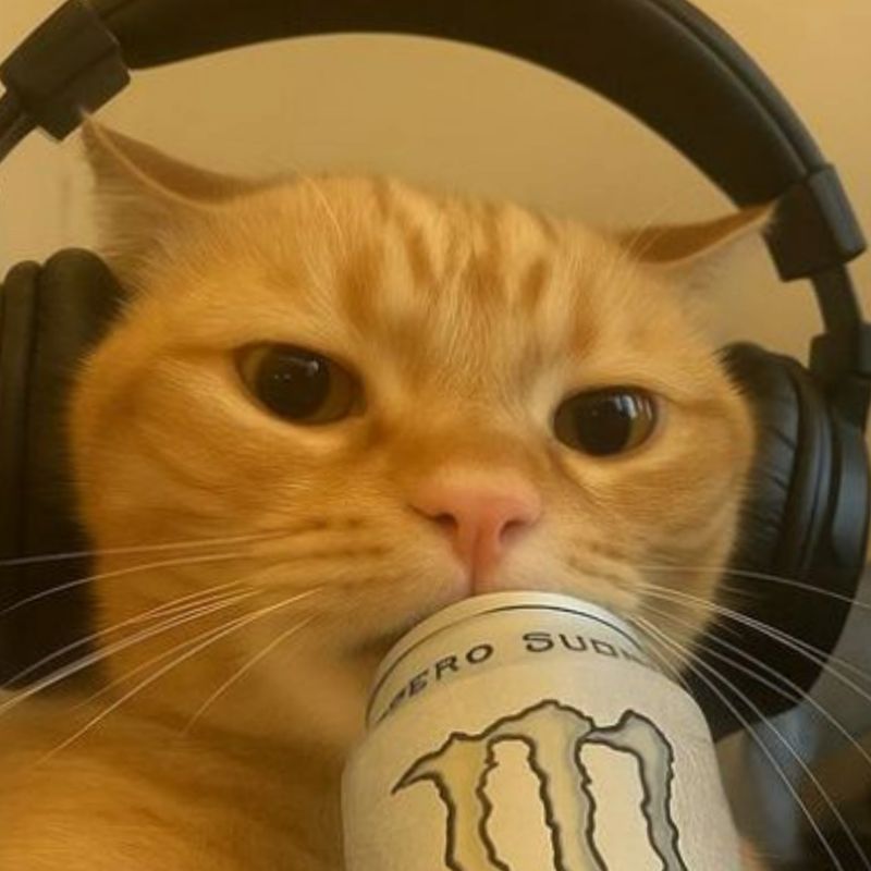 109+ ảnh avatar Discord đẹp đủ thể loại ngầu, cute chất lượng HD 13 Discord avatar mèo uống bia