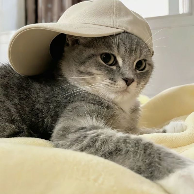 88+ avatar mèo ngáo độc đáo, cute, ngộ nghĩnh, siêu lầy lội 30 avatar mèo ngáo cực ngầu