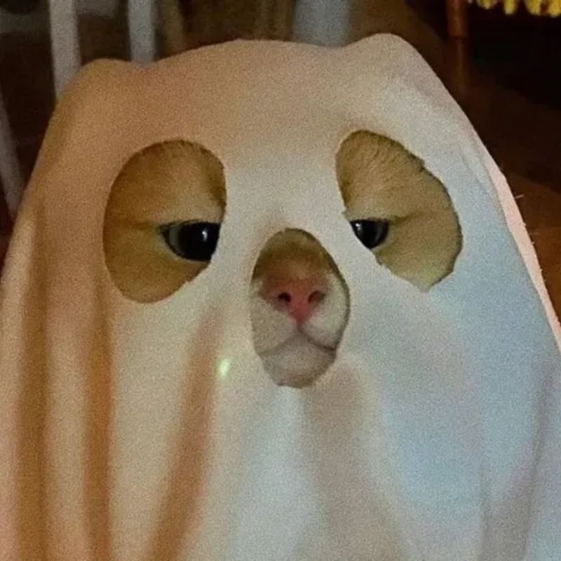 88+ avatar mèo ngáo độc đáo, cute, ngộ nghĩnh, siêu lầy lội 4 Hình avatar mèo ngáo hài hước