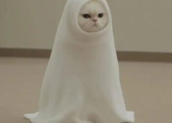 88+ avatar mèo ngáo độc đáo, cute, ngộ nghĩnh và siêu lầy lội