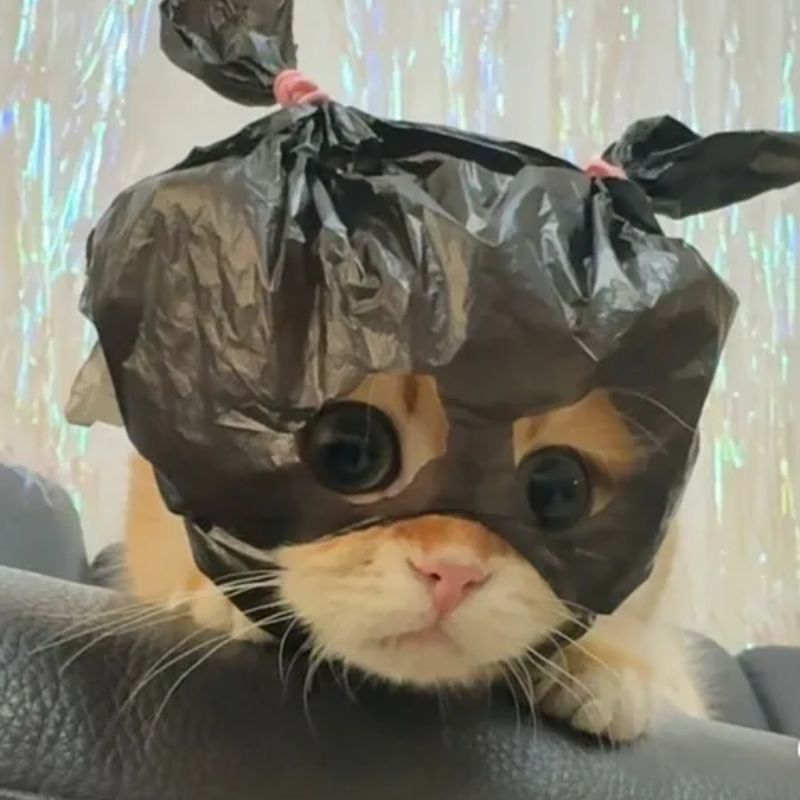 88+ avatar mèo ngáo độc đáo, cute, ngộ nghĩnh, siêu lầy lội 7 avatar mèo ngáo vô tri đáng yêu