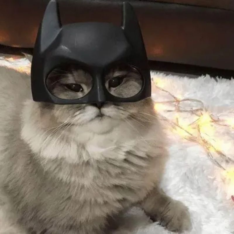 88+ avatar mèo ngáo độc đáo, cute, ngộ nghĩnh, siêu lầy lội 8 avatar mèo ngáo vô tri cute