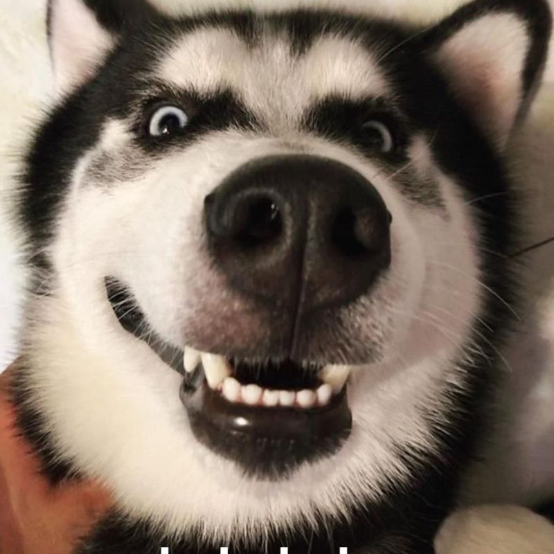 99+ ảnh hehe meme nổi tiếng với biểu cảm cười gian cực bựa 18 Meme chó Husky hehe