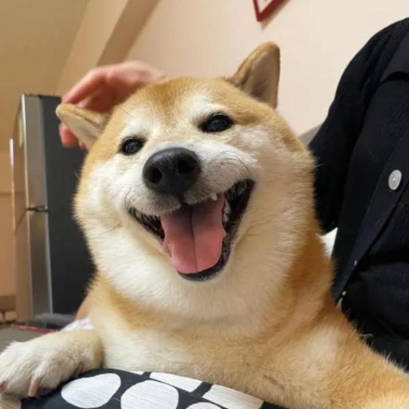 99+ ảnh hehe meme nổi tiếng với biểu cảm cười gian cực bựa 19 Meme chó shiba hehe
