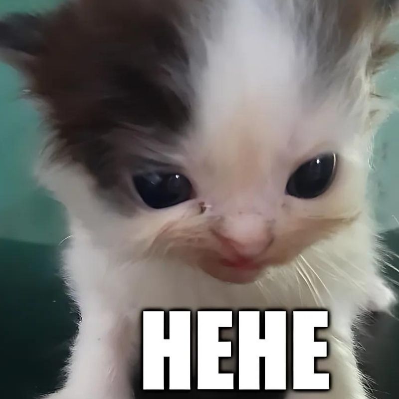 99+ ảnh hehe meme nổi tiếng với biểu cảm cười gian cực bựa 25 Meme mèo hehe dễ thương
