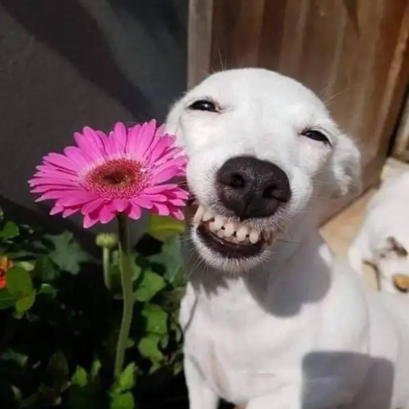 99+ ảnh hehe meme nổi tiếng với biểu cảm cười gian cực bựa 14 Meme chó shiba hehe vui nhộn