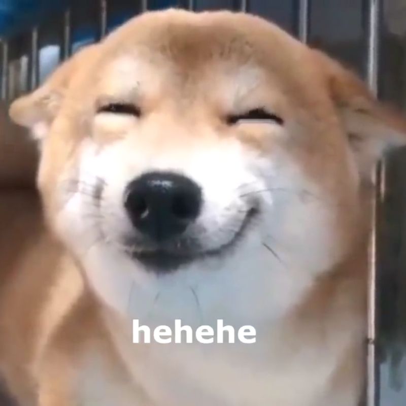 99+ ảnh hehe meme nổi tiếng với biểu cảm cười gian cực bựa 16 Meme chó shiba hehe tít mắt