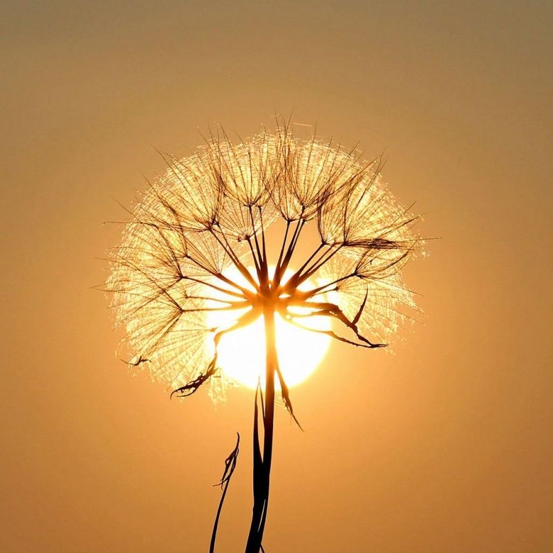 Sưu tầm 99+ hình avatar đẹp nhất thế giới độc đáo, nhìn là mê 4 Hình avatar đẹp nhất thế giới thiên nhiên