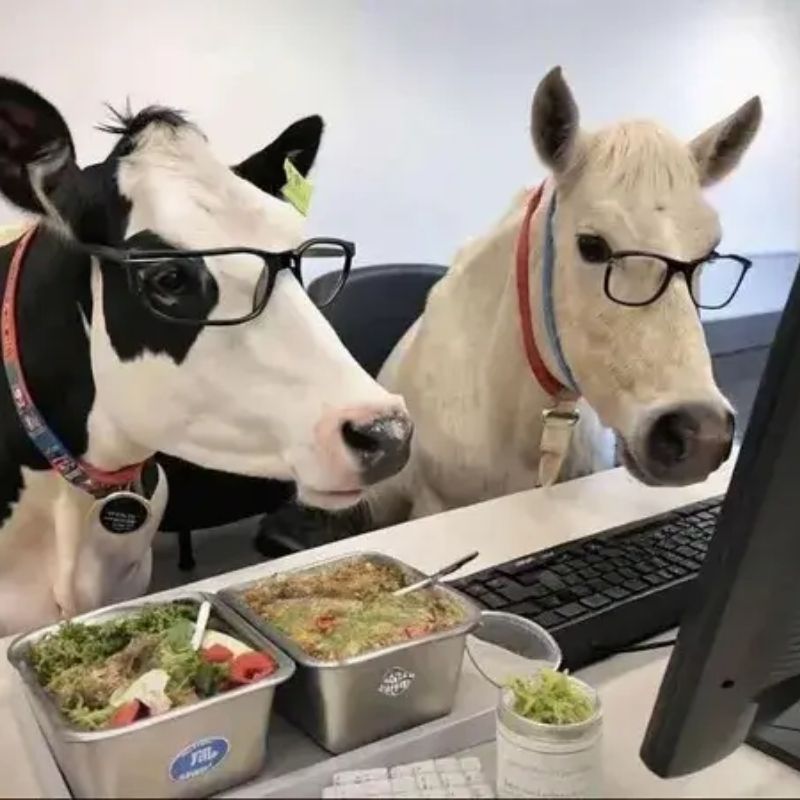 199+ meme công sở hài hước khiến dân văn phòng cười xỉu 13 Meme công sở vô tri con bò