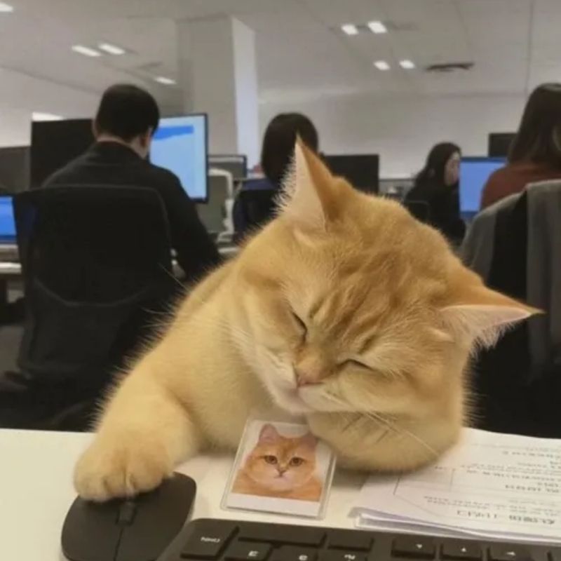 199+ meme công sở hài hước khiến dân văn phòng cười xỉu 15 Meme công sở vô tri con mèo