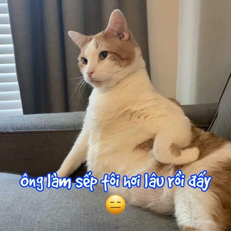 199+ meme công sở hài hước khiến dân văn phòng cười xỉu 57 Meme công sở về cấp trên – cấp dưới