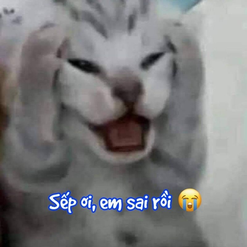 199+ meme công sở hài hước khiến dân văn phòng cười xỉu 60 Meme công sở cấp trên – cấp dưới