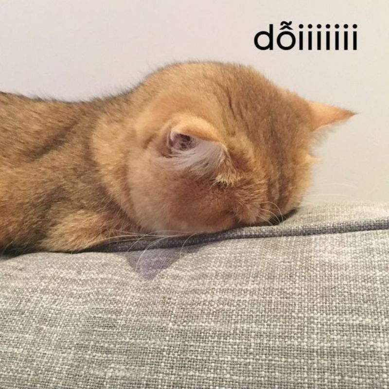 59+ Ảnh meme dỗi cute, đáng yêu, hài hước cho hội hay làm nũng 2 Meme giận dỗi đáng yêu