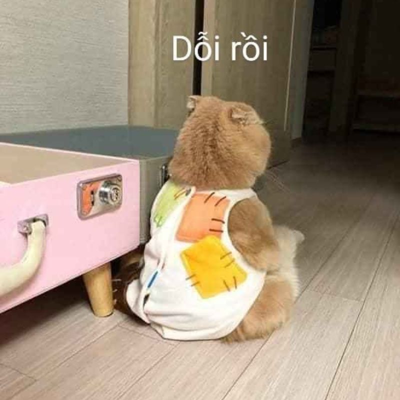 59+ Ảnh meme dỗi cute, đáng yêu, hài hước cho hội hay làm nũng 20 Meme mèo dỗi đáng yêu
