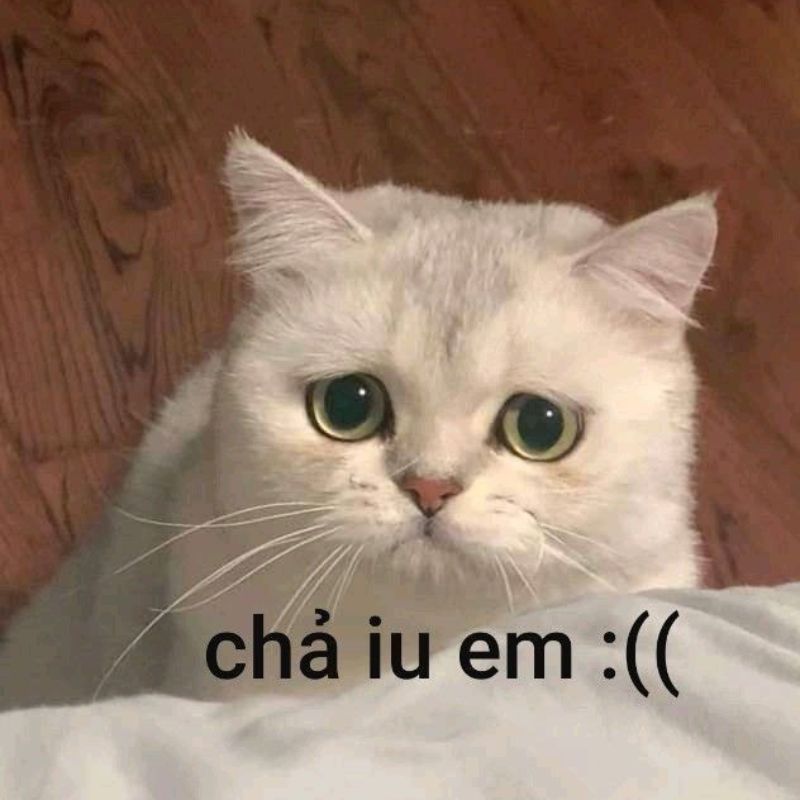 59+ Ảnh meme dỗi cute, đáng yêu, hài hước cho hội hay làm nũng 23 Meme mèo dỗi cute