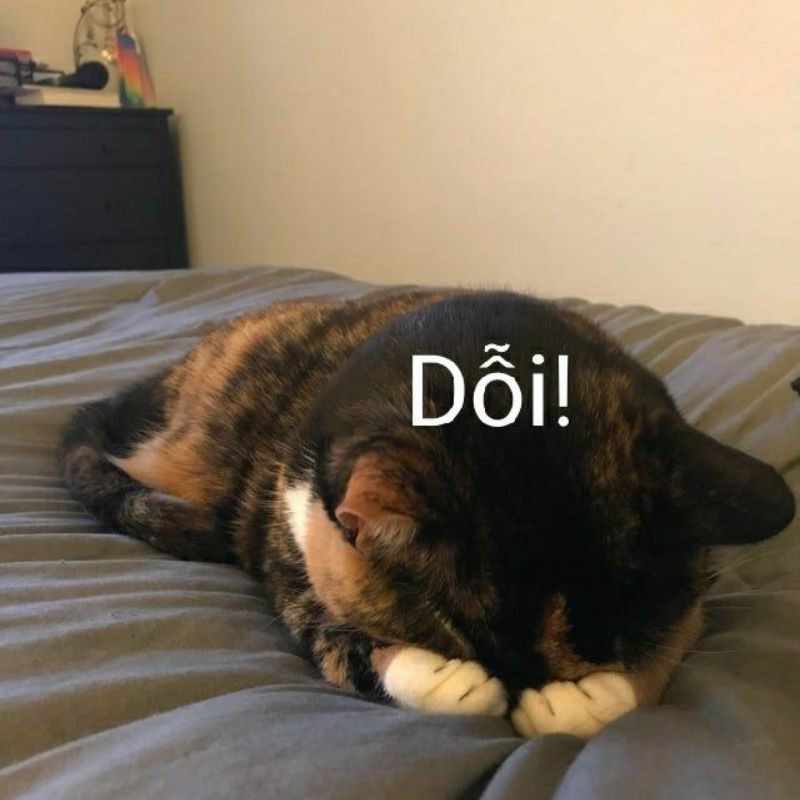 59+ Ảnh meme dỗi cute, đáng yêu, hài hước cho hội hay làm nũng 24 Meme mèo dỗi dễ thương