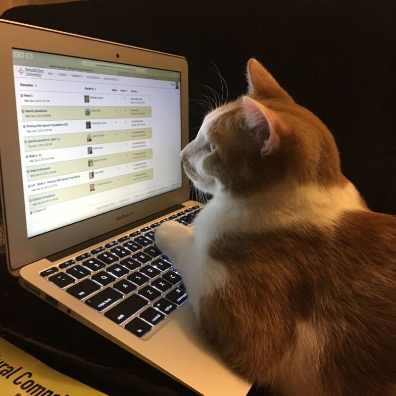 Meme chú mèo ghi chép siêu đáng yêu