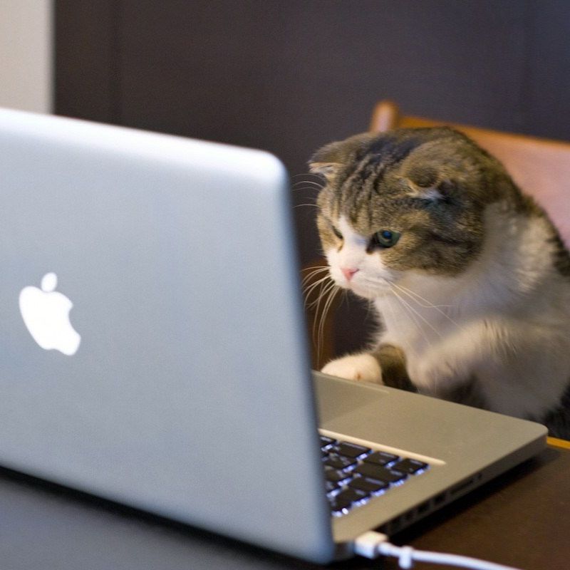 Thấy kao đang bận không sen?