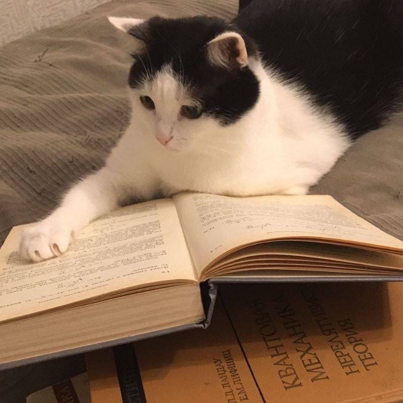 meme mèo học bài chăm chú