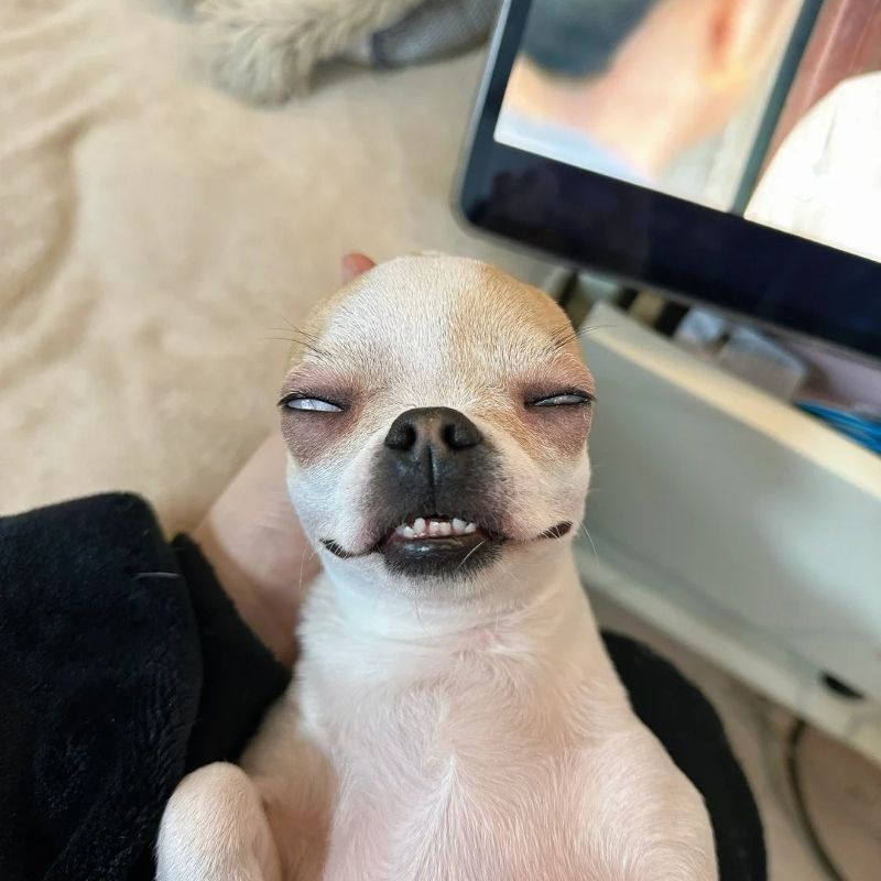 Chihuahua meme là gì?