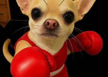 189+ ảnh Chihuahua meme hài hước, cực ngáo với biểu cảm khó đỡ