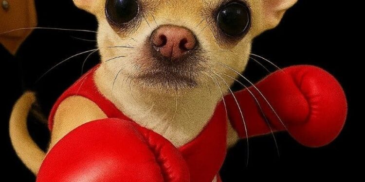 189+ ảnh Chihuahua meme hài hước, cực ngáo với biểu cảm khó đỡ
