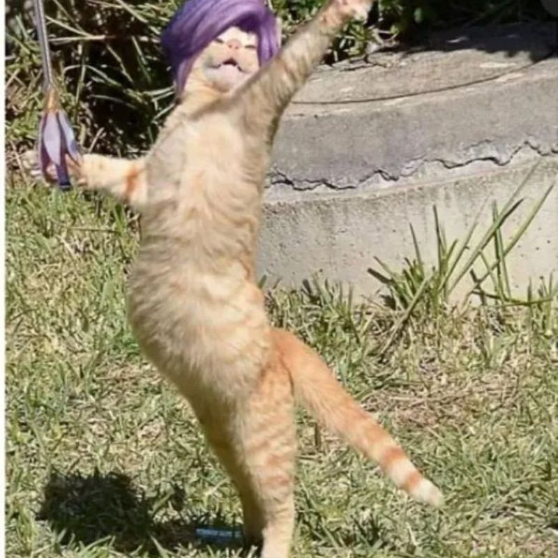 Meme mèo florentino