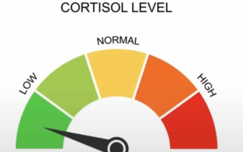 low cortisol meme phổ biến hiện nay