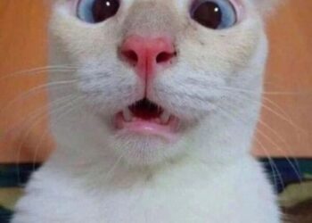 Top 100+ meme ngạc nhiên hài hước, viral cực mạnh trên mạng xã hội