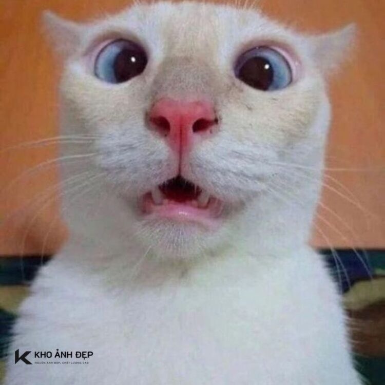 Top 100+ meme ngạc nhiên hài hước, viral cực mạnh trên mạng xã hội