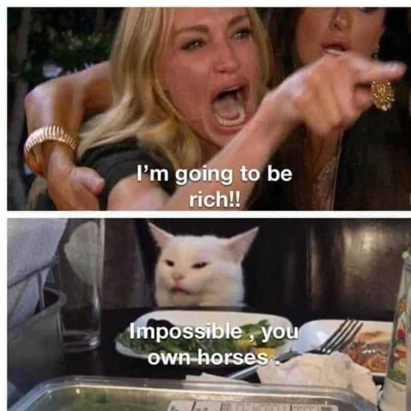 Giải mã meme woman yelling at a cat nổi tiếng 16 im going to be rich