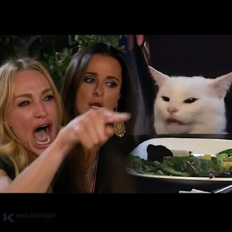 Giải mã meme woman yelling at a cat nổi tiếng 1 woman yelling at a cat