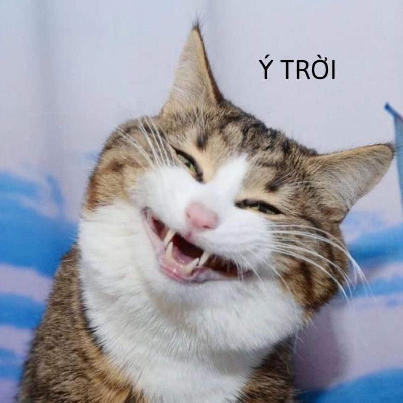 Tổng hợp 100+ ảnh ý trời meme hài hước được yêu thích nhất 11 Ý trời meme chú mèo cute