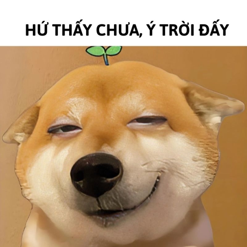 Tổng hợp 100+ ảnh ý trời meme hài hước được yêu thích nhất 12 Ý trời meme chú cún cute