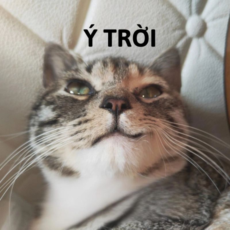 Tổng hợp 100+ ảnh ý trời meme hài hước được yêu thích nhất 10 Ý trời meme chú mèo cute